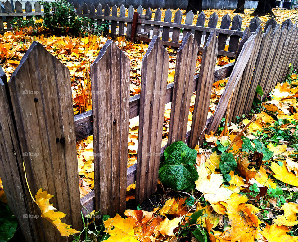 Wooden fence in autumn leaves with a broken rail