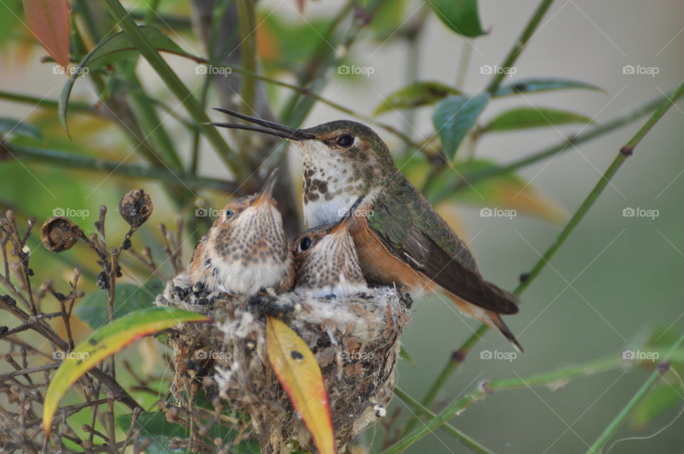 Hummingbird with