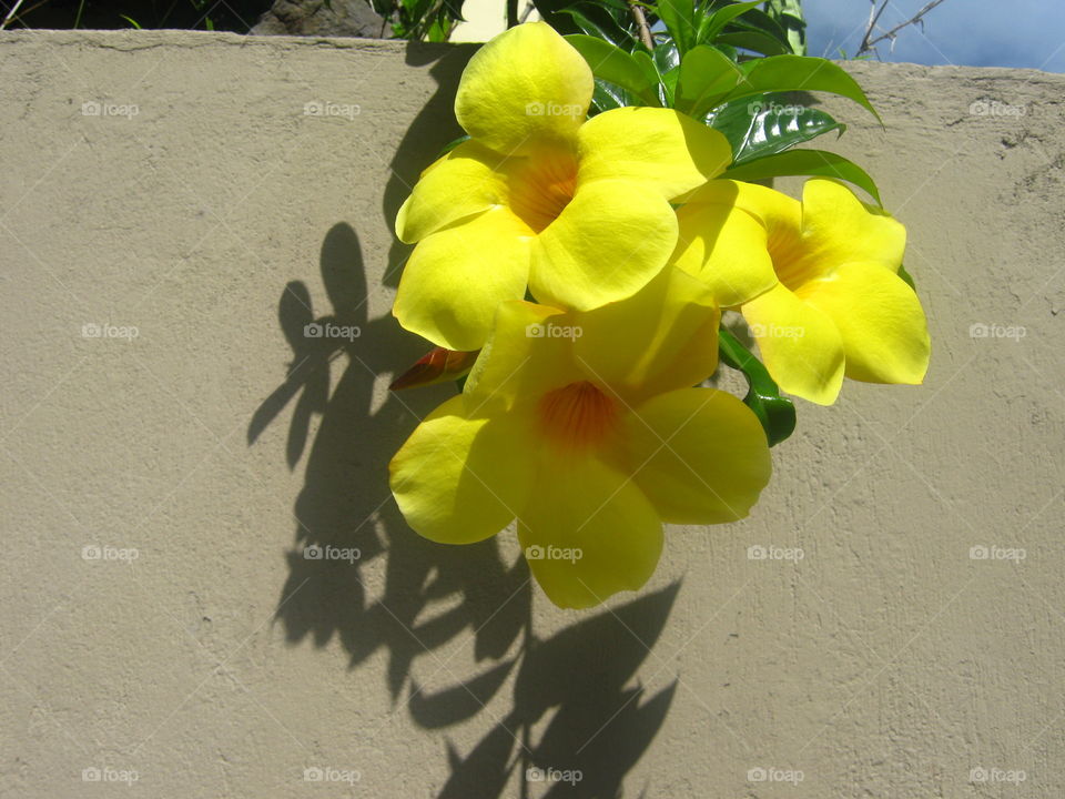 Bright flowers hanging over the wall in San Jose, Costa Rica