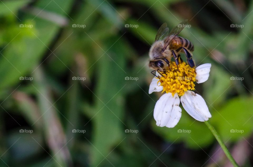 Bee 