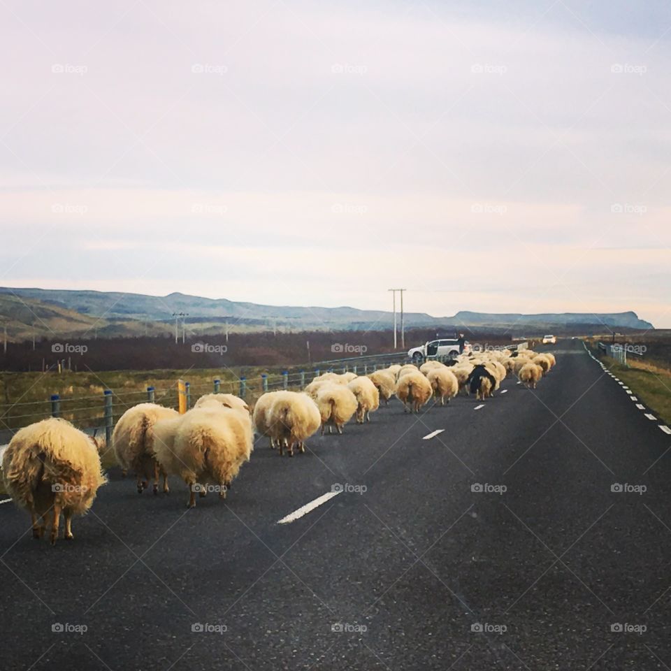 Icelandic roadblock 