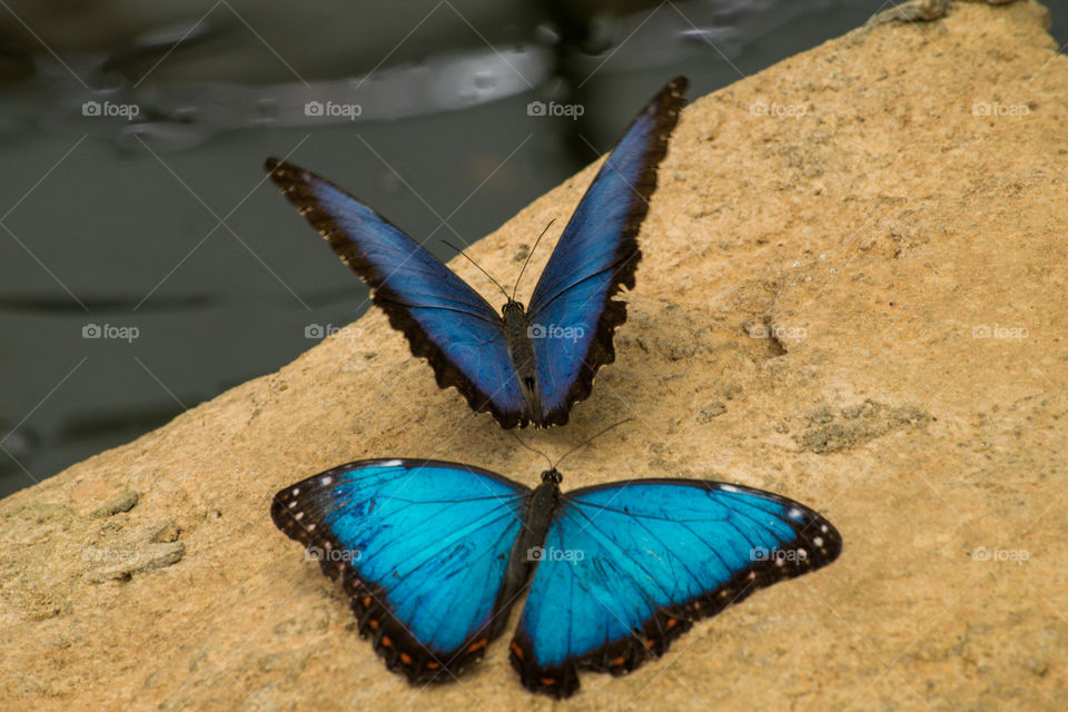 beautiful pair of blue butterflies