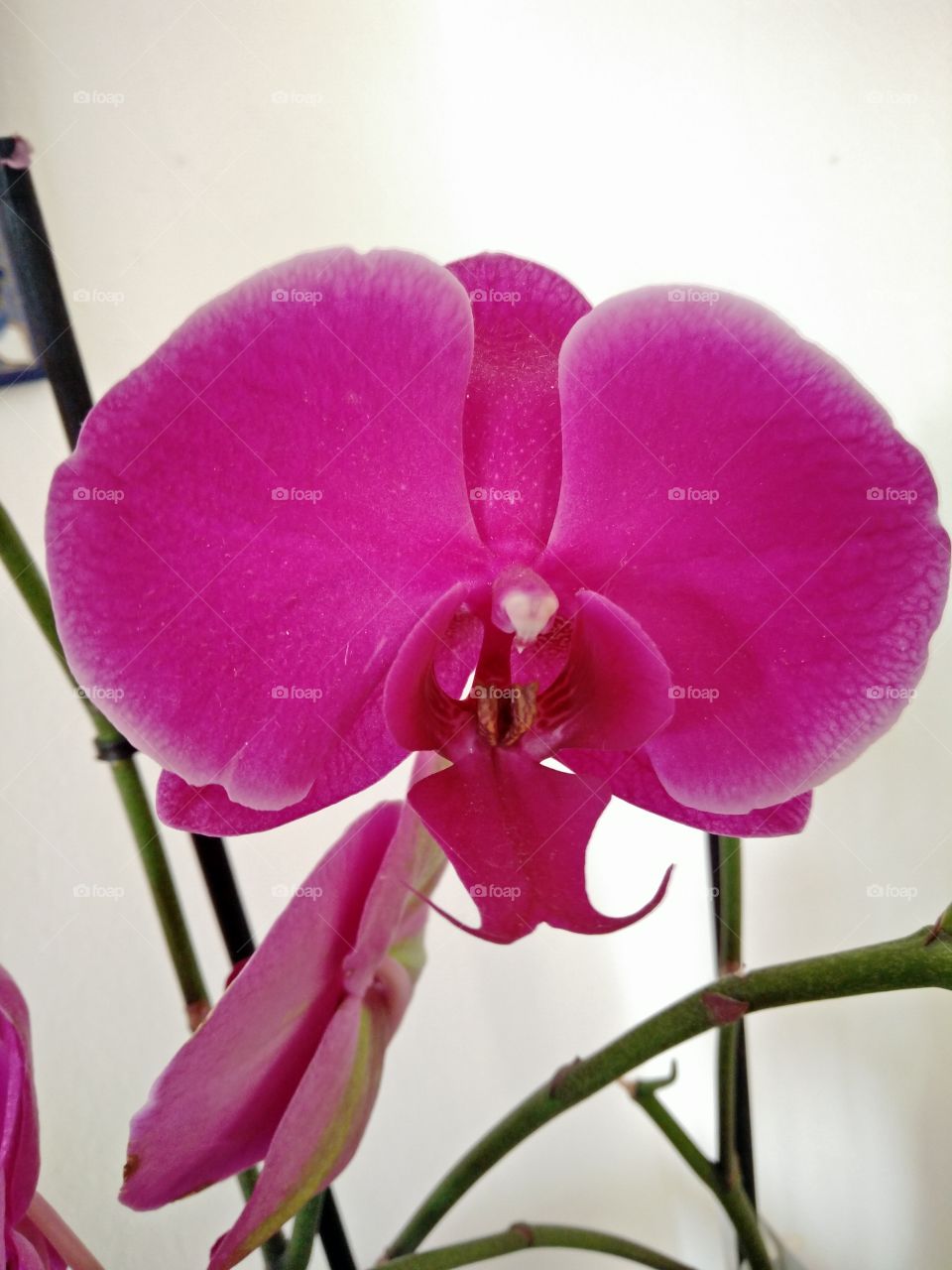 a closeup pic of a colorful pink orchid flower in bloom