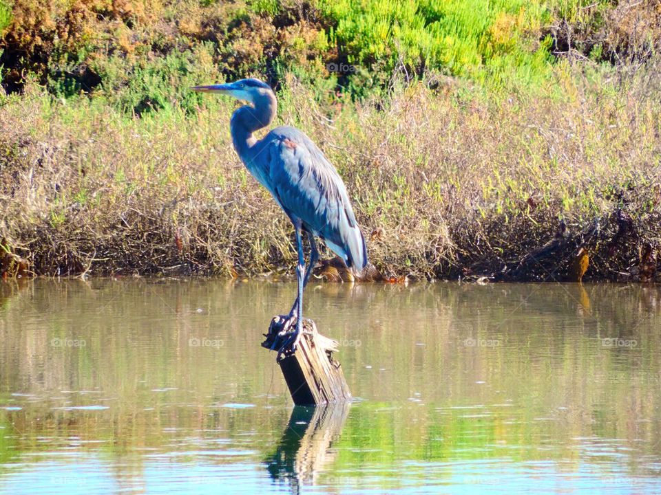 Bird-Blue Heron