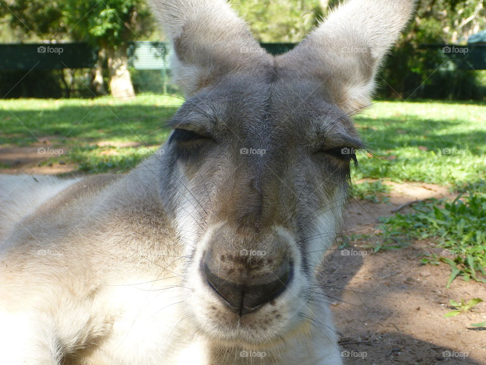 Kangaroo