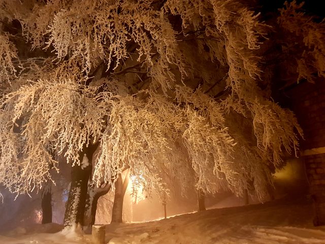 winter in the woods