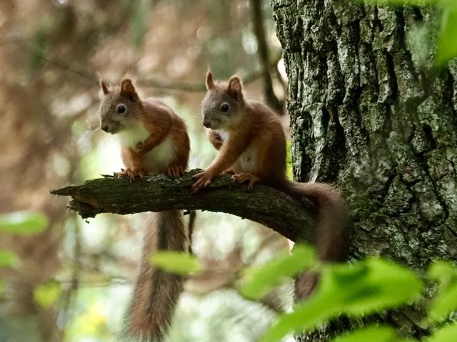 Two little brothers