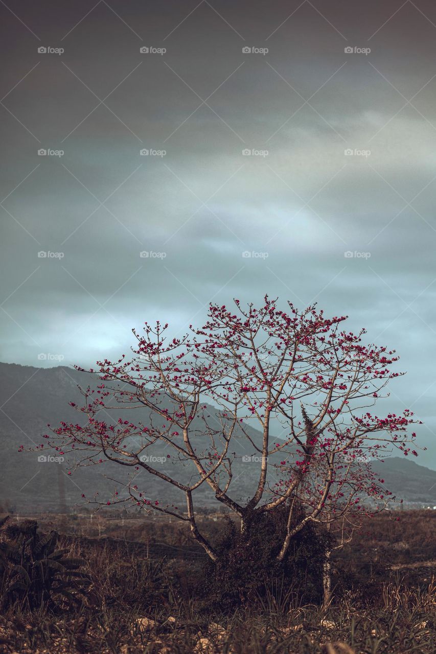 Majestic Tree in Fall season along with Mountain View 