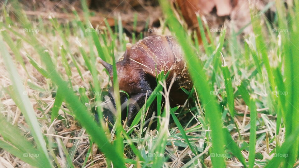 Snail