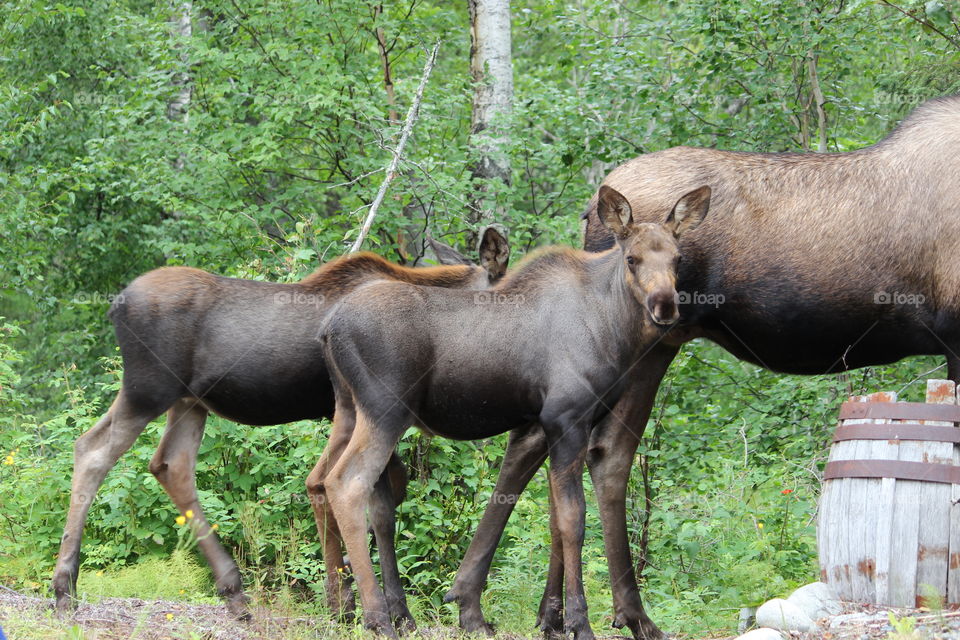 moose calves