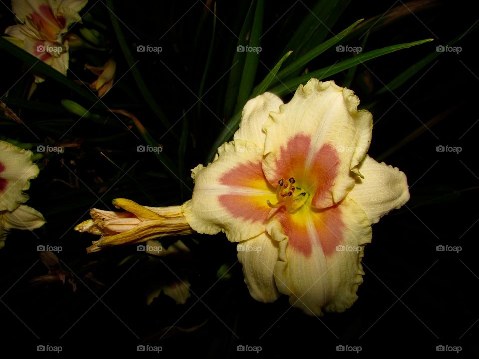 White and pink lily at night 