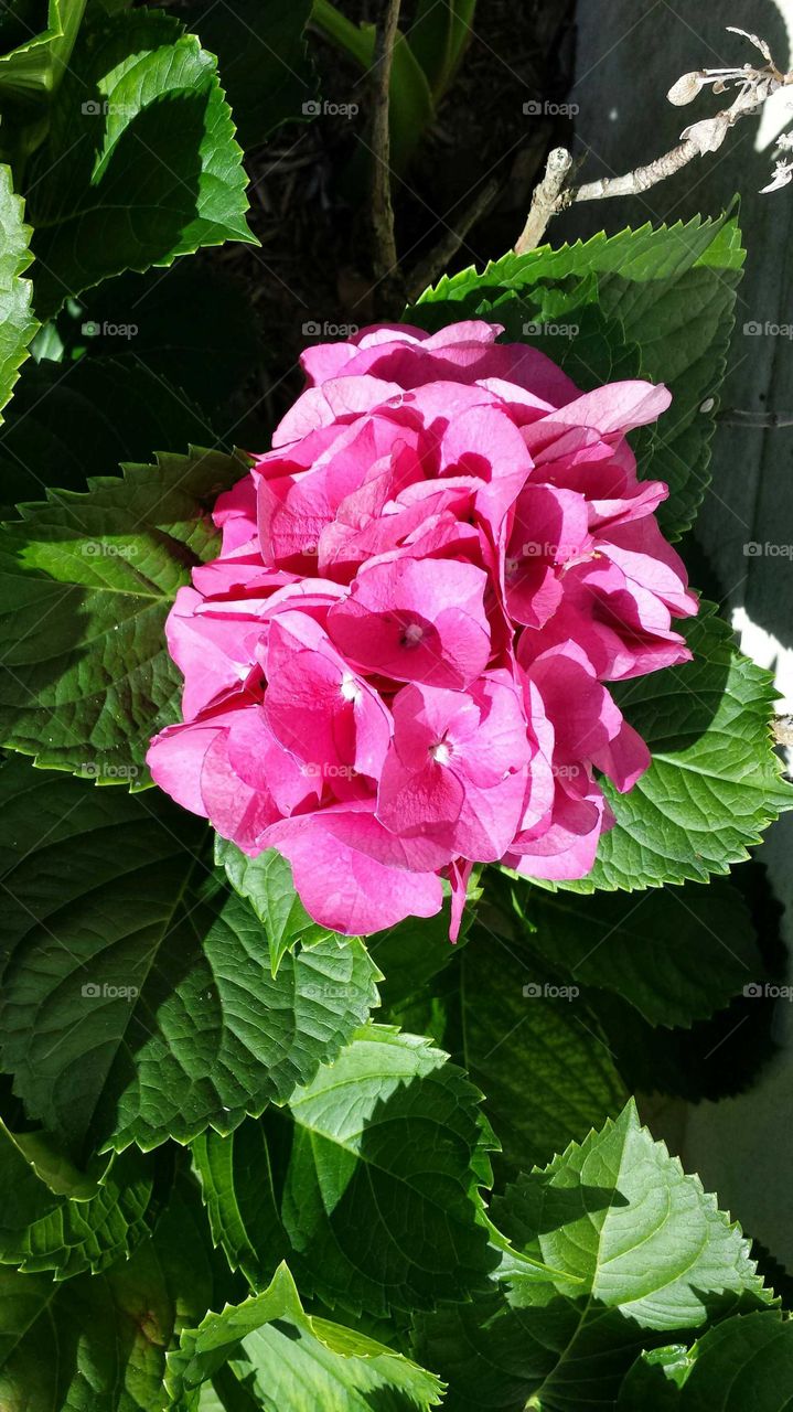 hydrangea flower