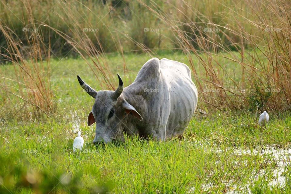 Cattle in Marsh