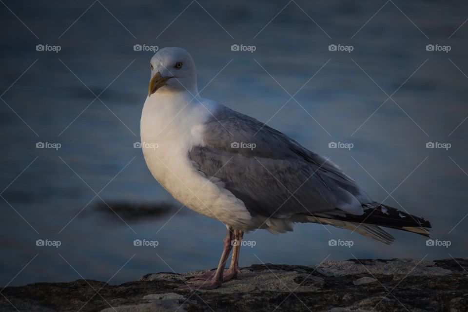 seagull