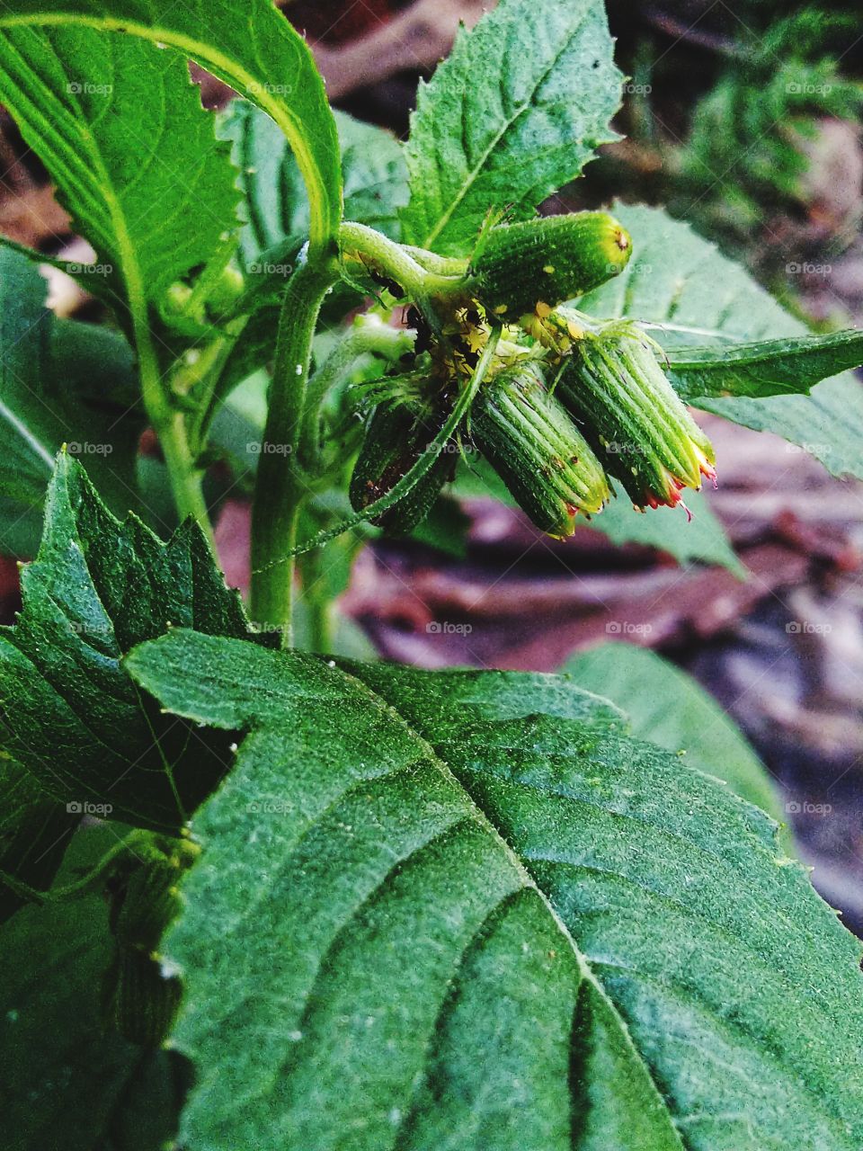 Sintrong is a type of plant belonging to the Asteraceae tribe.