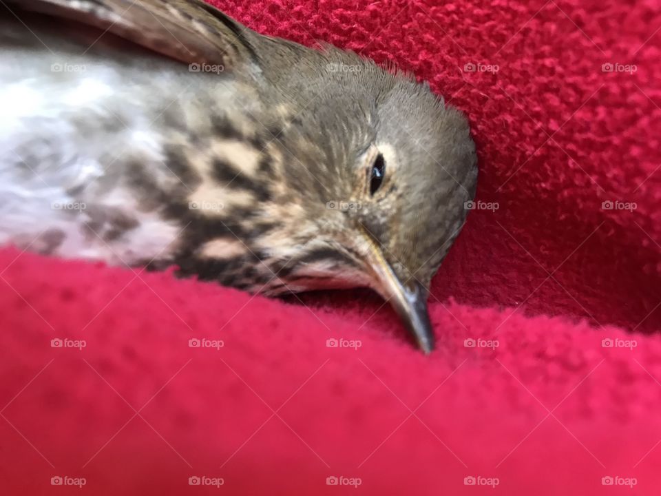 In Fall the sun is low often making perfect reflections on windows. Birds come closer to pick up insects who are drawn to the house’s heat. Sadly this bird flew into the window & didn’t recover. My wee one buried her & left a blanket of fall leaves 🍁