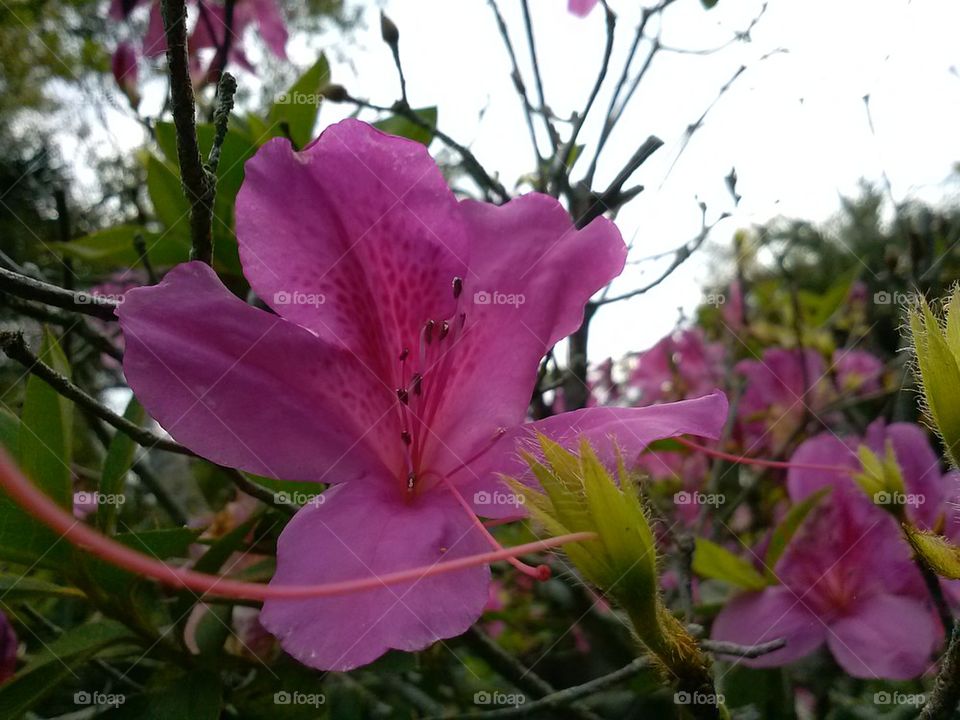 bursting blooms