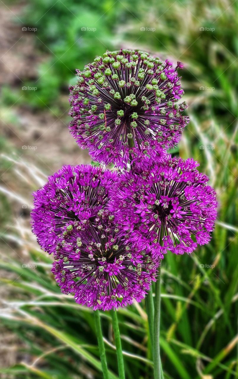 Four art flowers