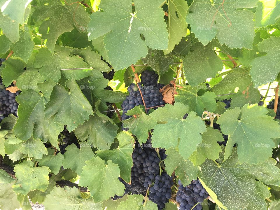 Grapes and leaves