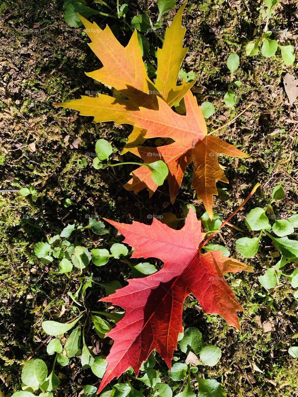 composition on the grass of colorful maple leaves