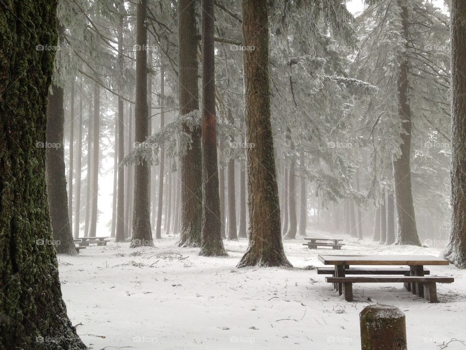 Snow, Winter, Wood, Tree, Frost