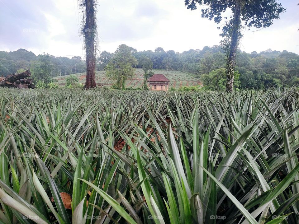 pineapple plant