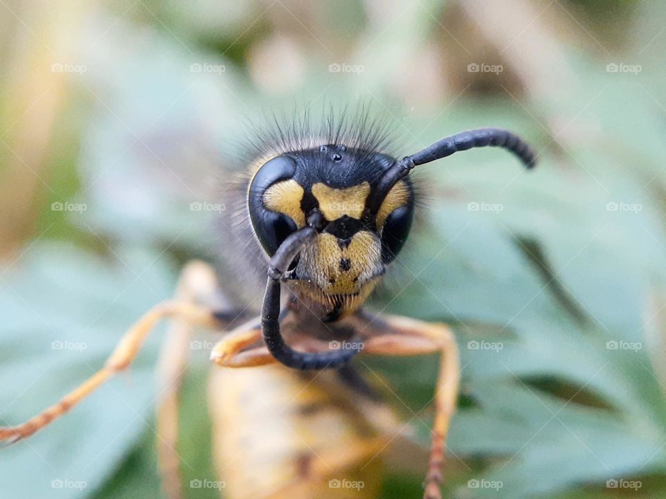 Ukrainian wasp before hibernation