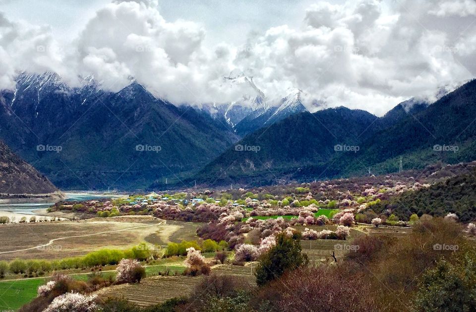 spring in Linzhi，Tebet
