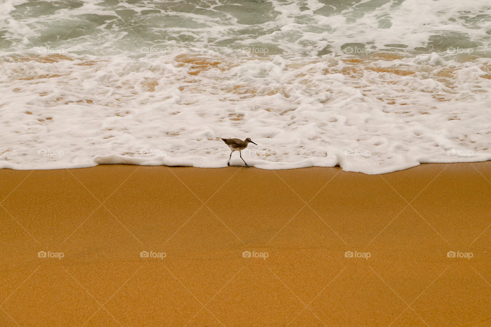 Looking for sand crabs 