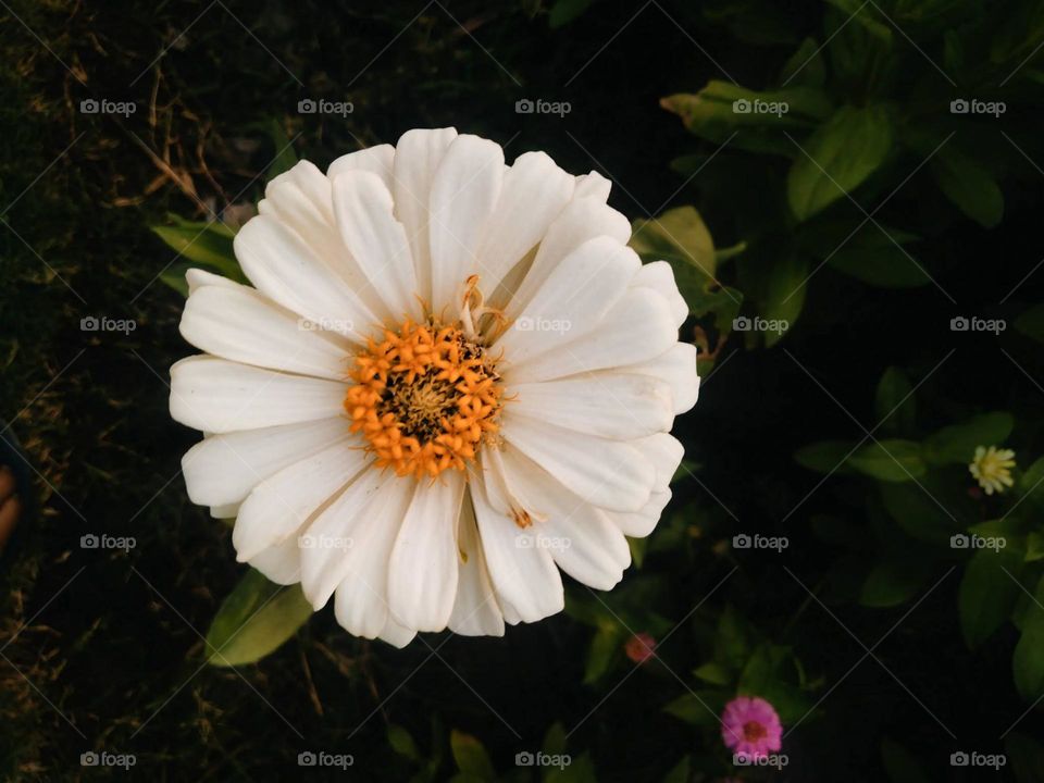Beautiful white spring flower