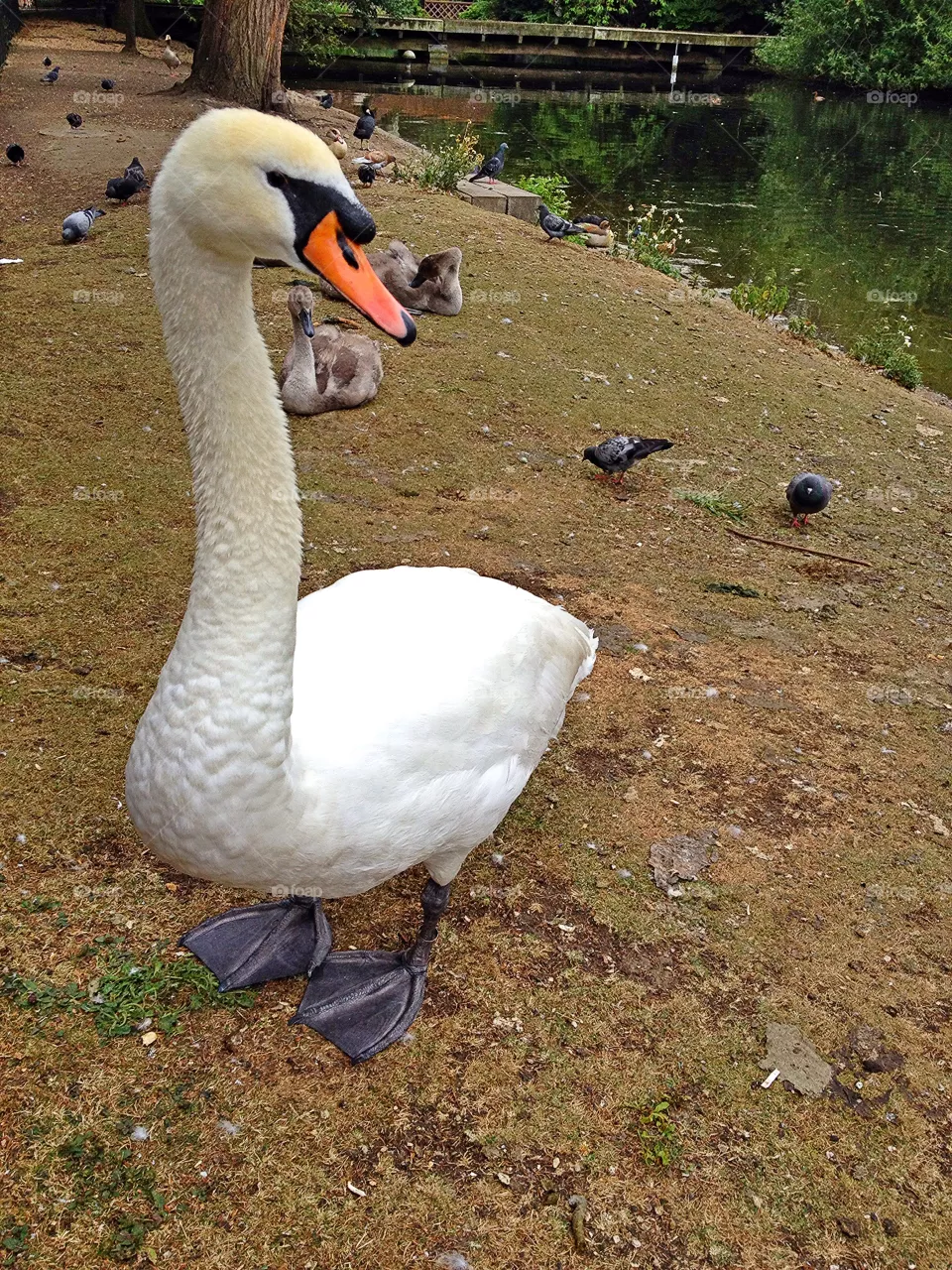 Swan