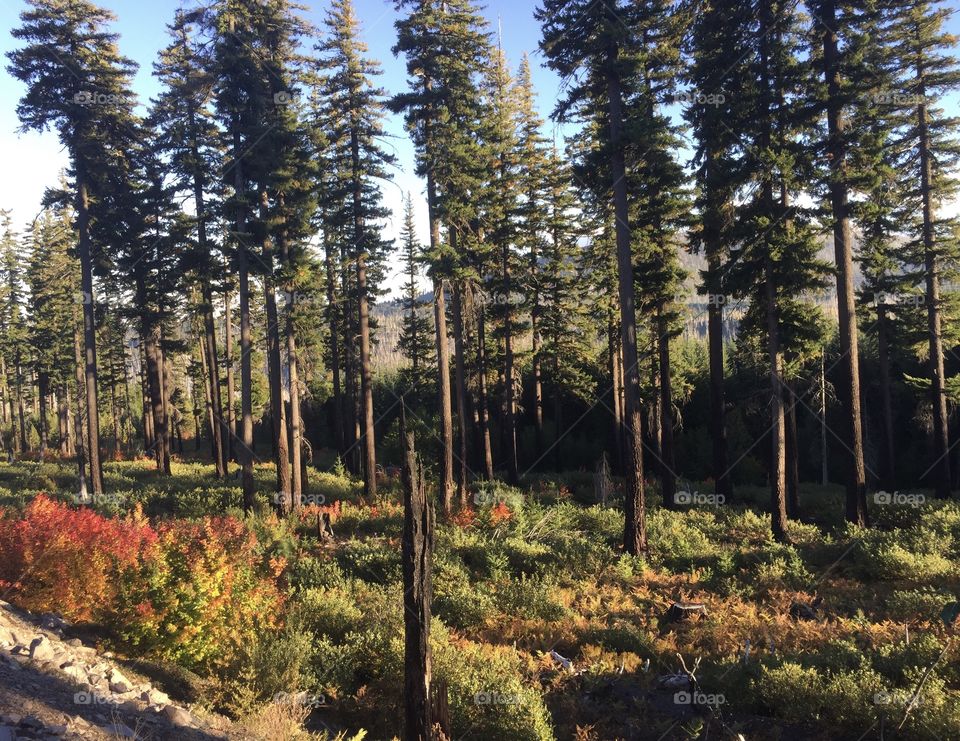 Pine trees tower over fall colored bushes in the Cascade Mountains of Oregon. 