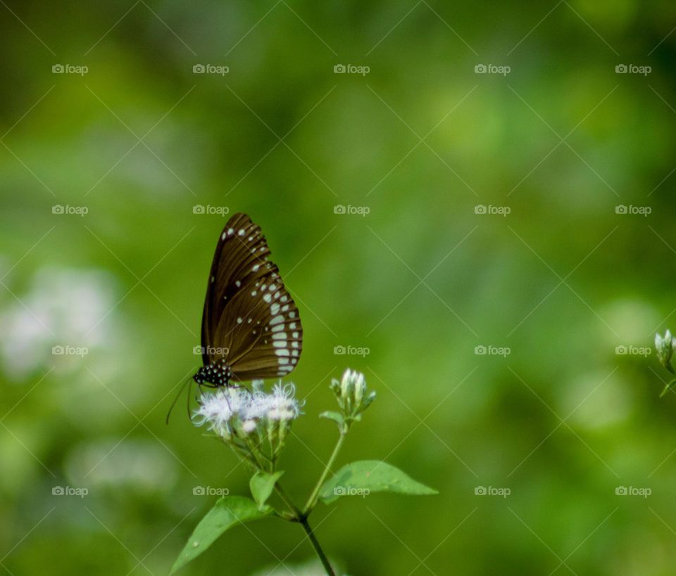 butterfly sitting on flowers