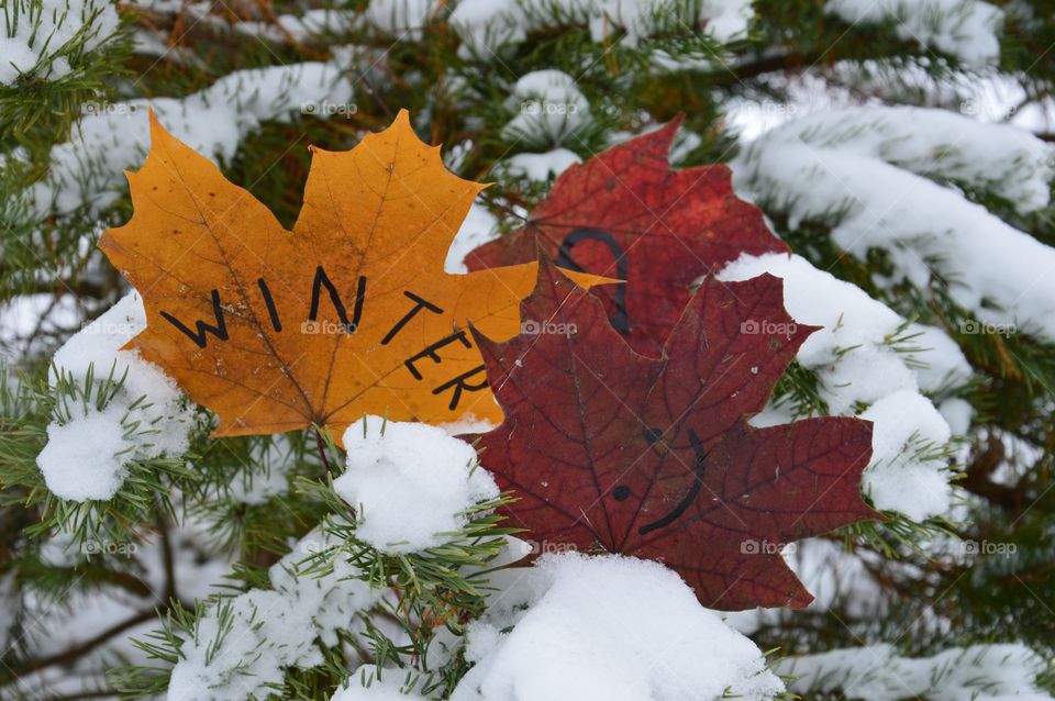 Maple leaves at winter