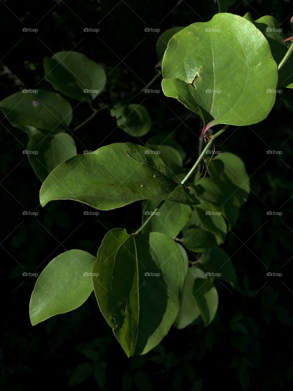 Green Leaves