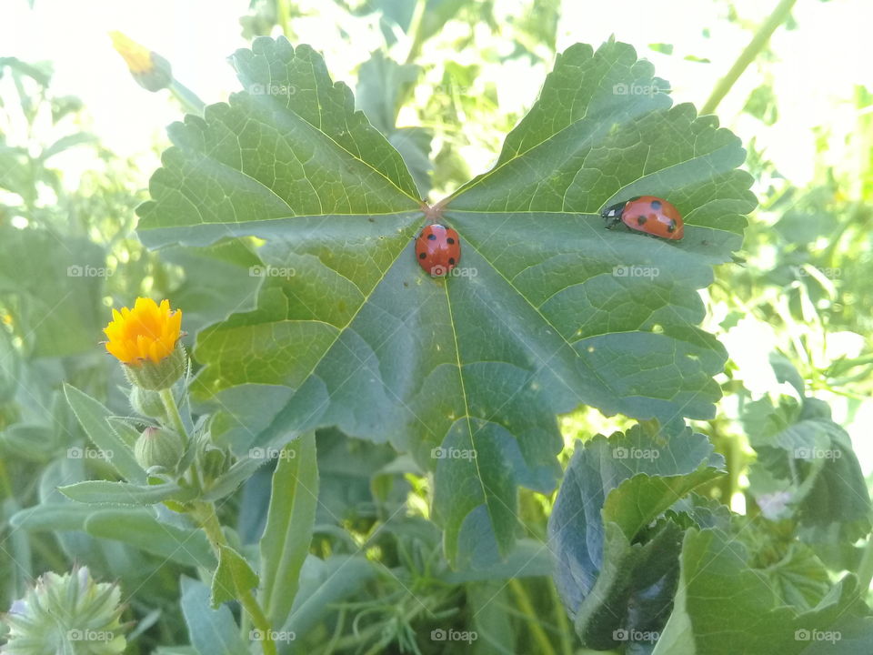 We patronize the animals for their incompleteness, for their tragic fate of having taken form so far below ourselves. And therein we err, and greatly err. For the animal shall not be measured by man. In a world older and more complete than ours, they are more finished and complete, gifted with extensions of the senses we have lost or never attained, living by voices we shall never hear. They are not brethren, they are not underlings; they are other Nations, caught with ourselves in the net of life and time, fellow prisoners of the splendour and travail of the earth." ― Henry Beston