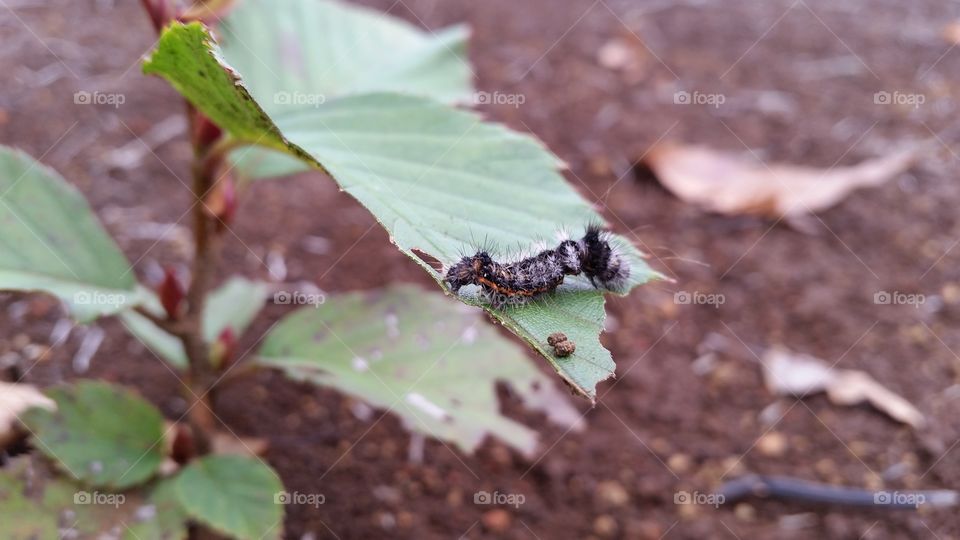 The hairy caterpillar