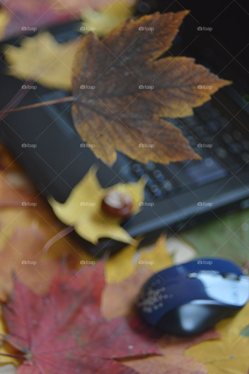 desktop at autumn