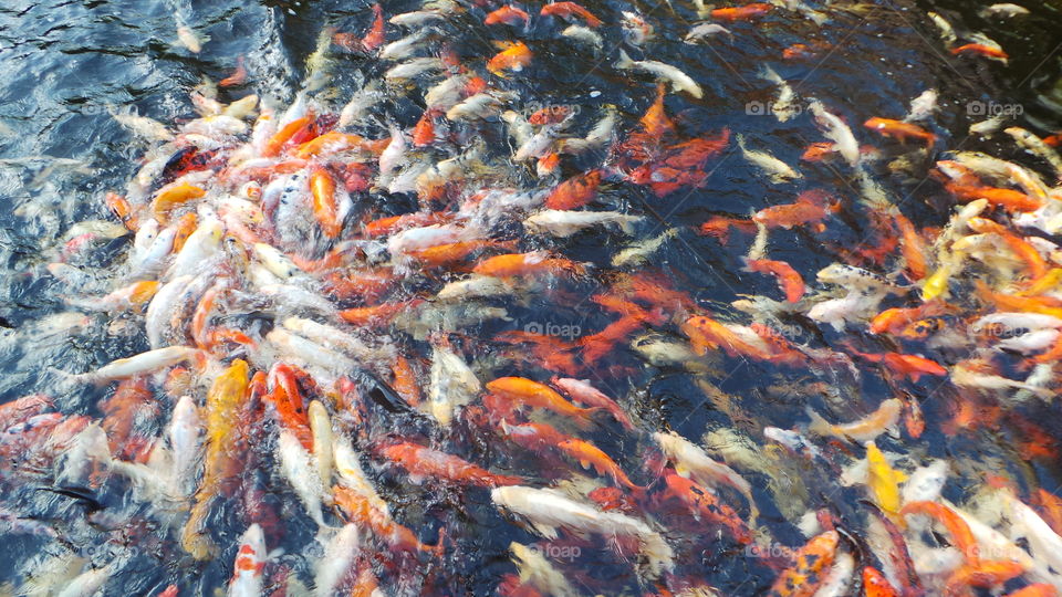 large Japanese koi carp feeding in a huge pond / ornamental lake truly a spectacle to be seen.
