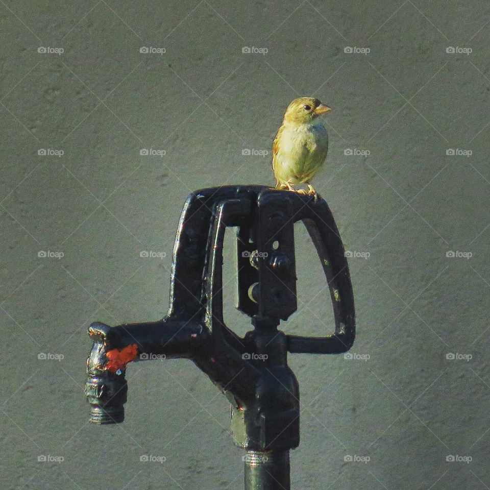 A cute, little Wren bird perched on a water spigot.