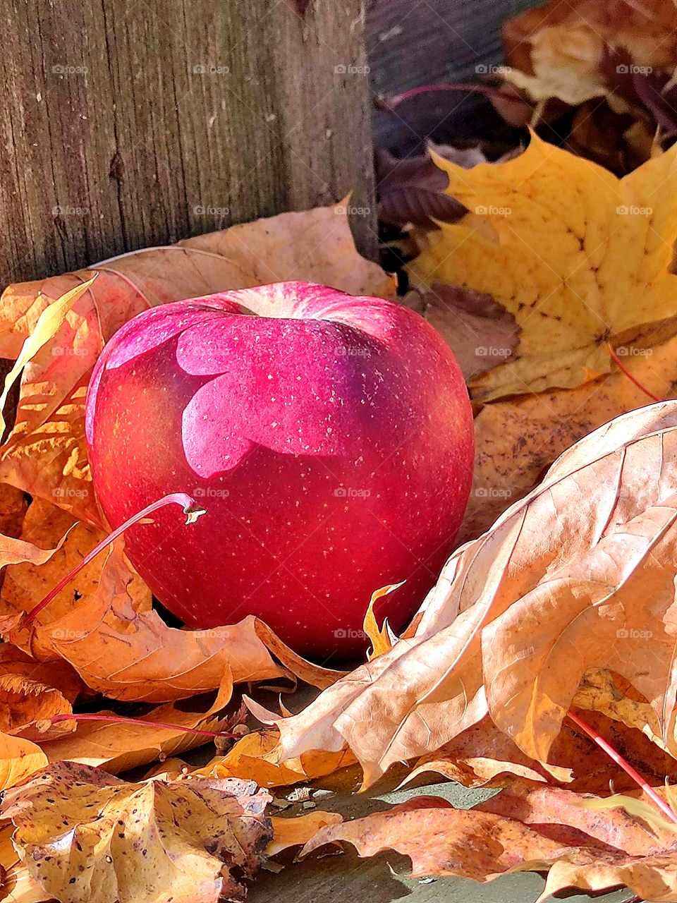 Autumn.  Composition.  Red apple on yellow leaves.  In the background there is a wooden wall.  Sunny day.  Shadows of the sun