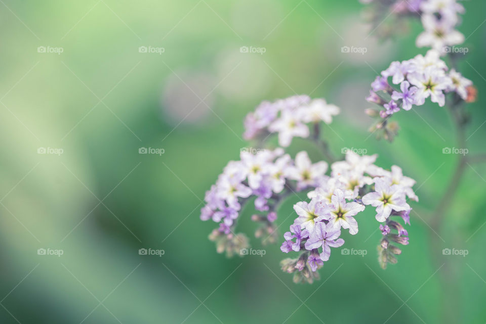 Purple flowers