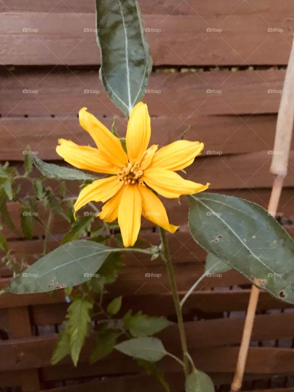 Blume 