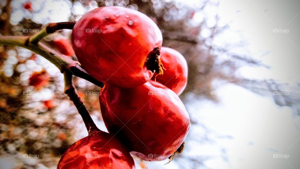 Some random bush berries.