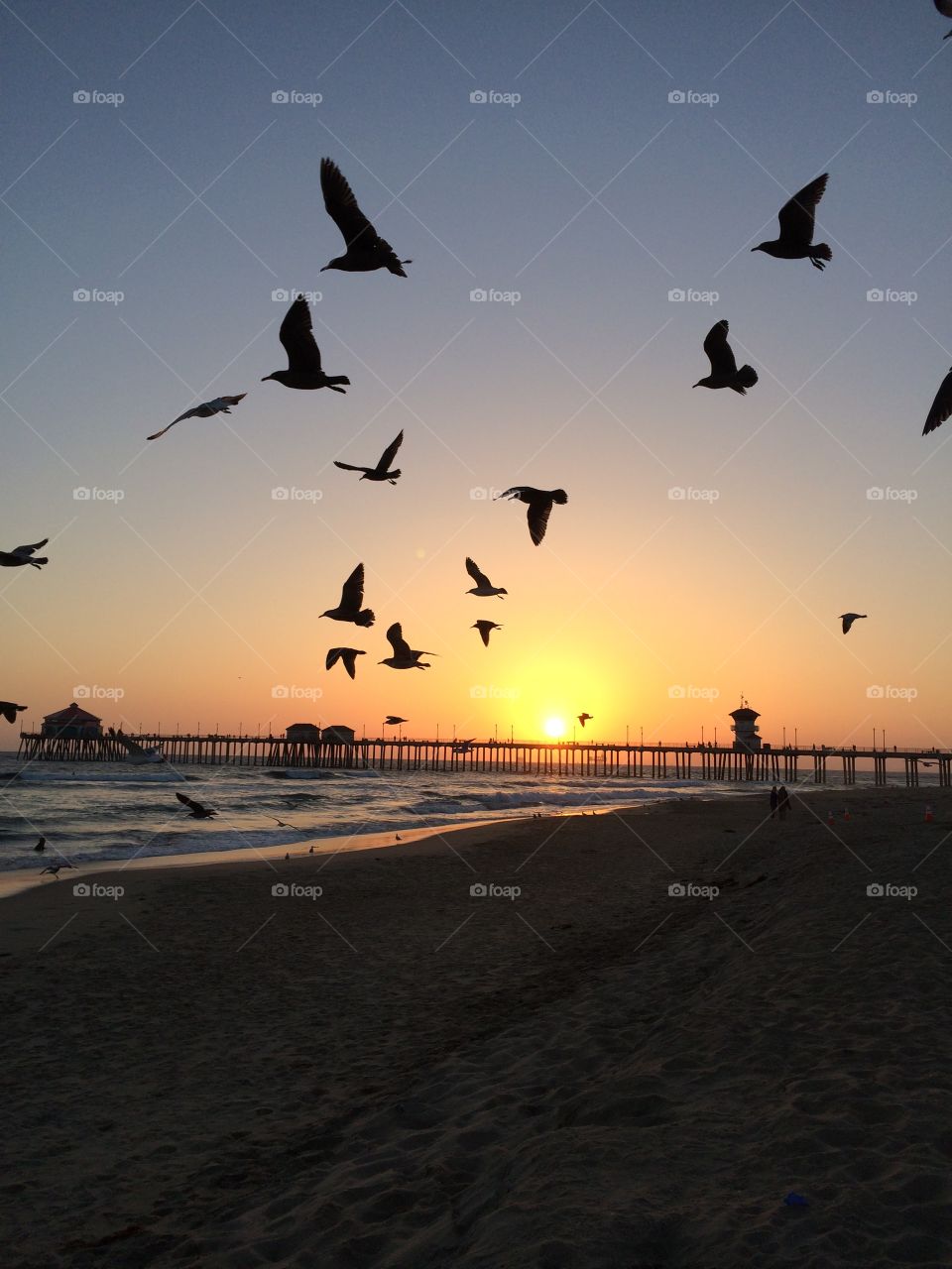 Shadow birds . Huntington Beach sunset 
