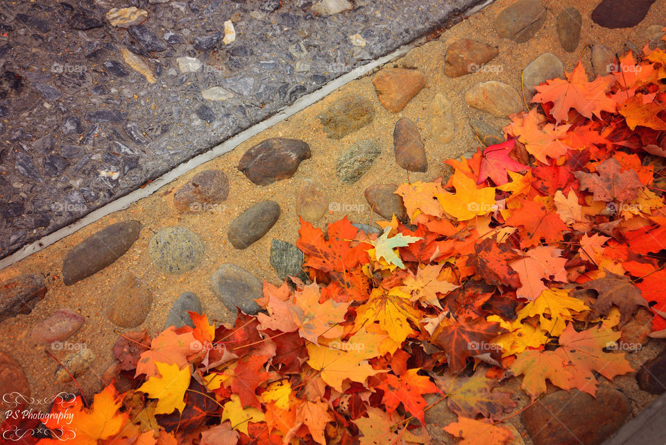 autumn leaves. cobblestone street filled with autumn leaves