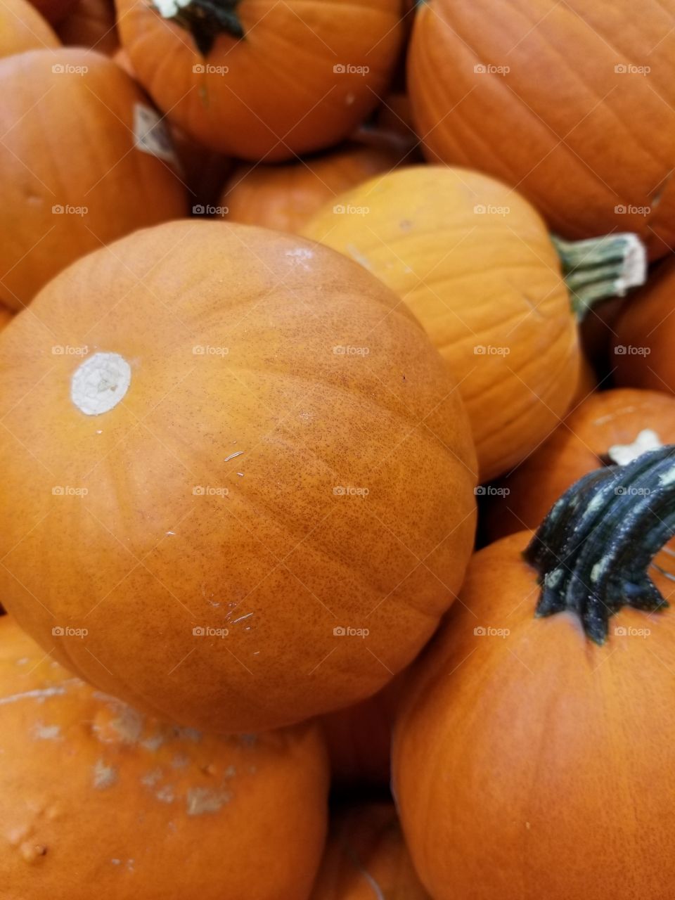 pumpkins!