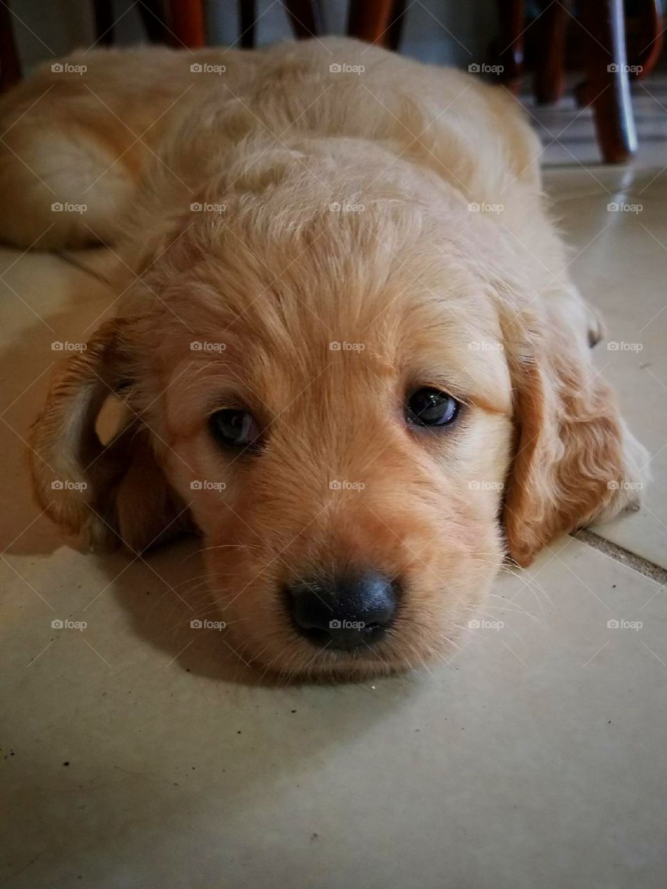 golden retriever puppy