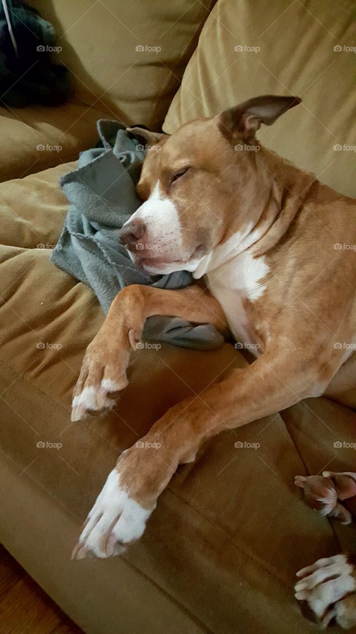 Dog sleeping on couch