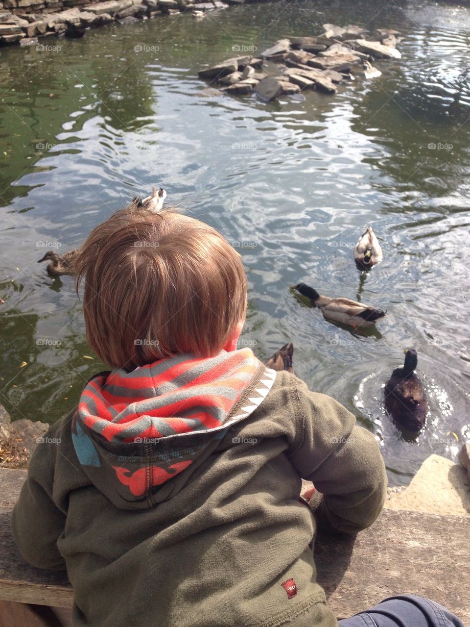 Boy and duck